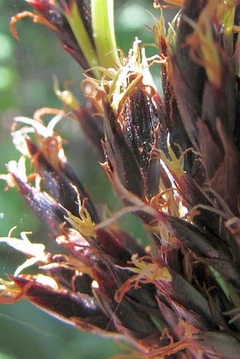 Machaerina angustifolia