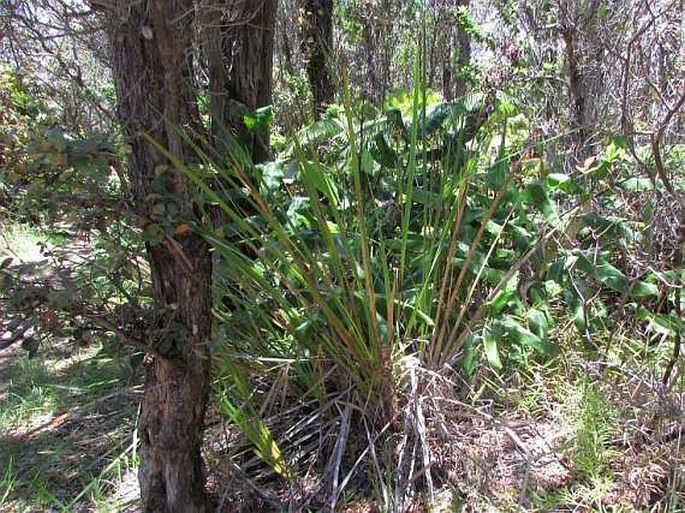 Machaerina angustifolia