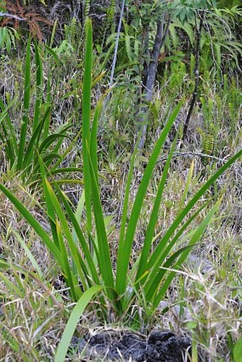 Machaerina iridifolia