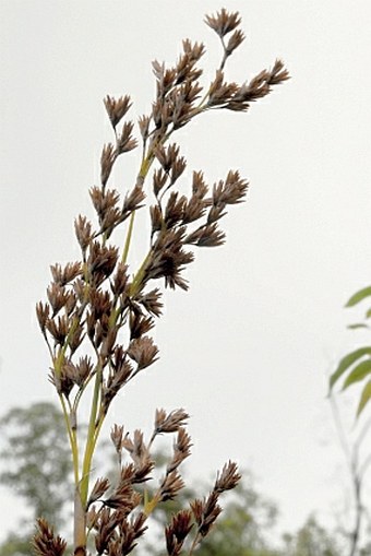 Machaerina iridifolia