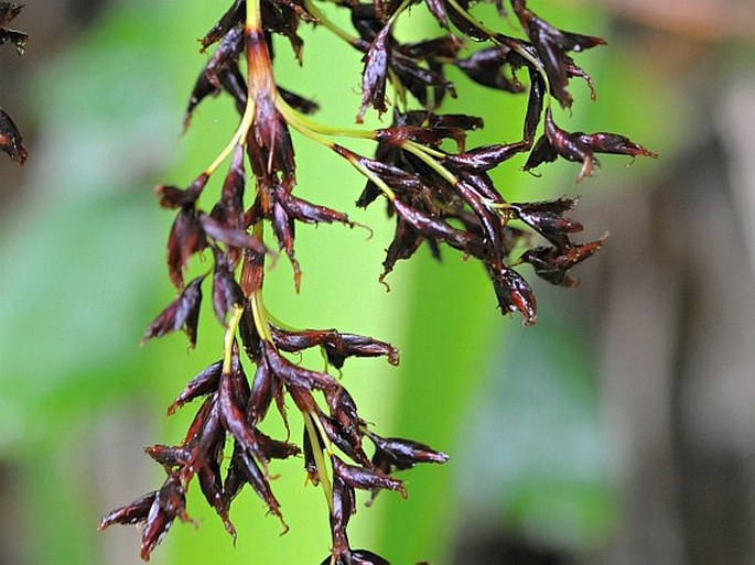 Machaerina iridifolia