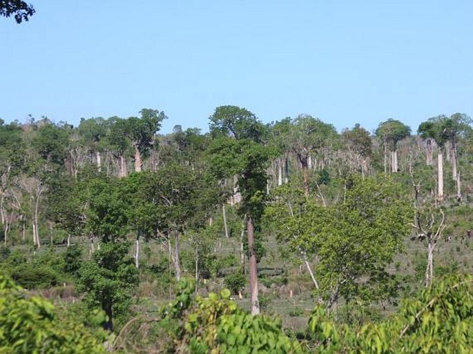 Paleotropis – Madagaskarská oblast – Západomadagaskarská provincie