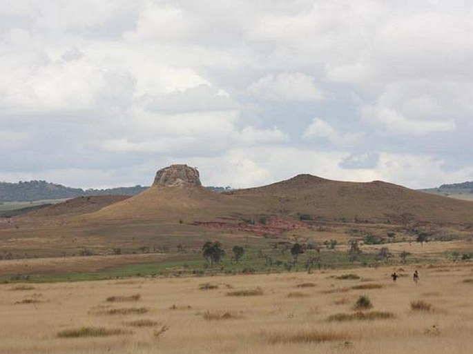 Paleotropis – Madagaskarská oblast – Jihomadagaskarská provincie