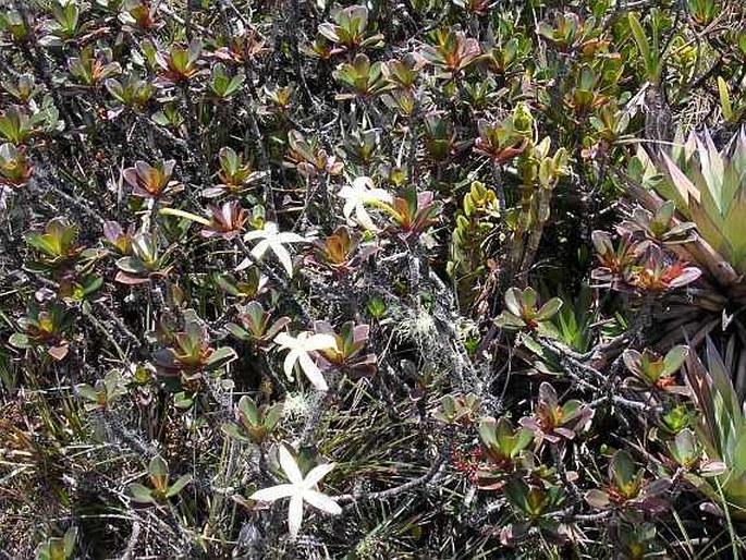 Maguireothamnus speciosus