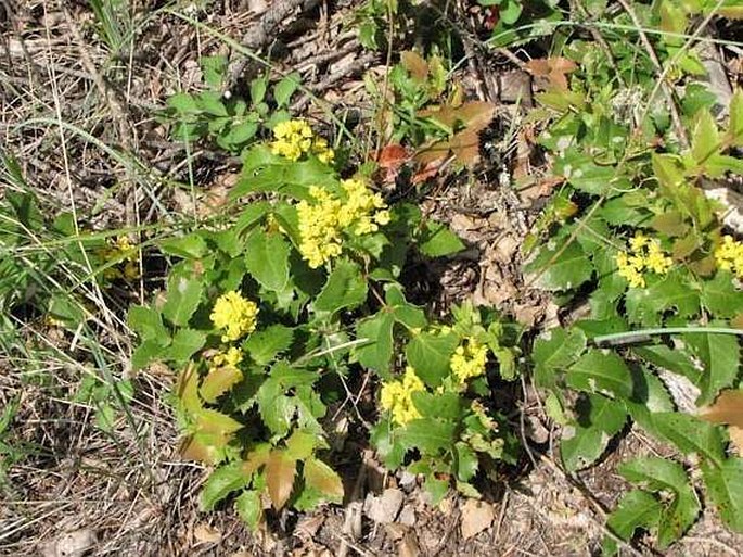 Mahonia repens