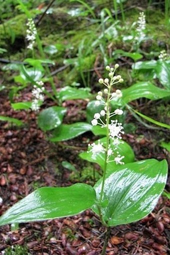 Maianthemum canadense