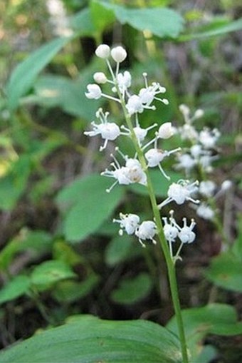 Maianthemum canadense