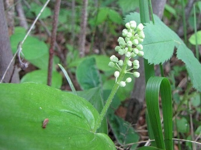 Maianthemum canadense