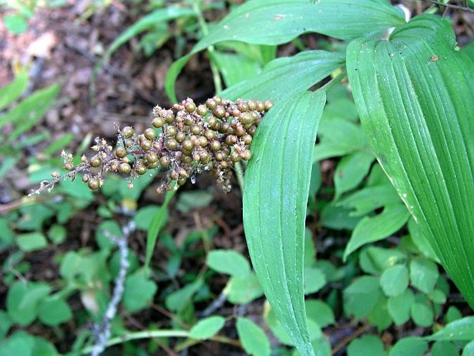 Maianthemum racemosum subsp. amplexicaule