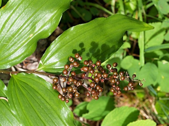 Maianthemum racemosum subsp. amplexicaule
