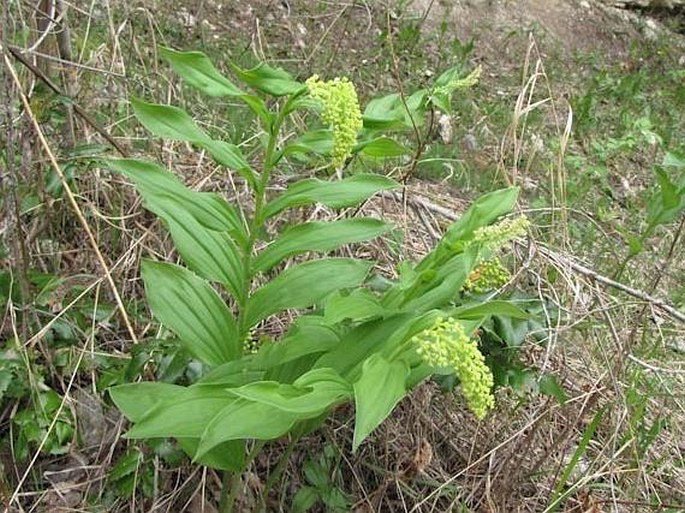 MAIANTHEMUM RACEMOSUM subsp. AMPLEXICAULE (Nutt.) LaFrankie – pstroček / tôňovka