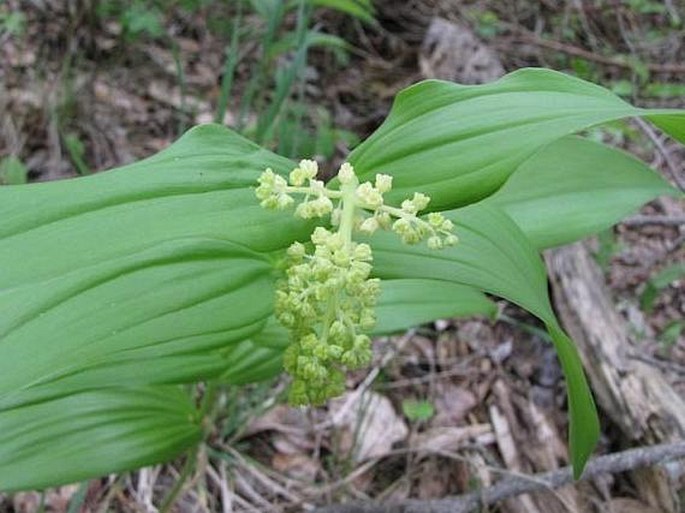 Maianthemum racemosum subsp. amplexicaule