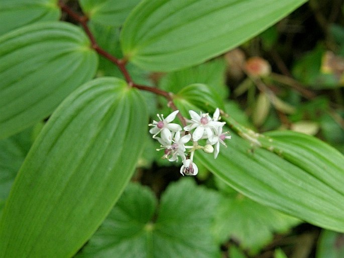 MAIANTHEMUM PANICULATUM (M. Martens et Galeotti) LaFrankie – pstroček / tôňovka