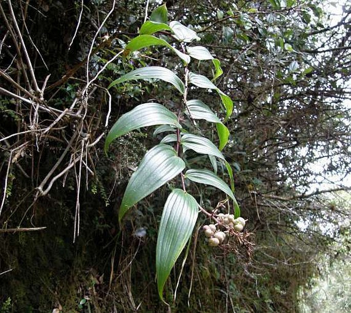 Maianthemum paniculatum