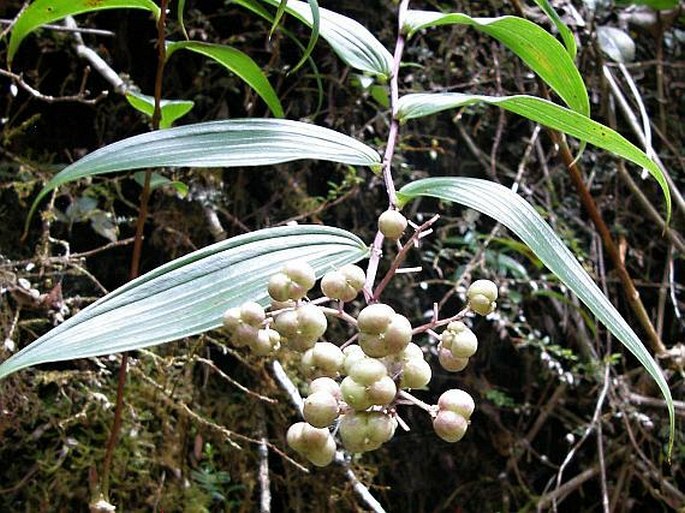 Maianthemum paniculatum