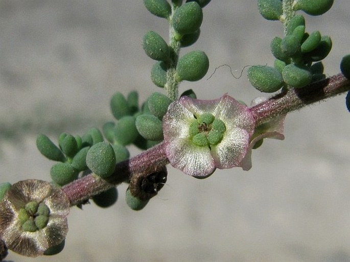 MAIREANA BREVIFOLIA (R. Br.) Paul G. Wilson