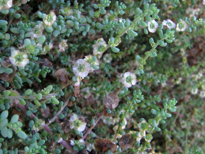 Maireana brevifolia