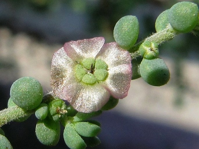 Maireana brevifolia