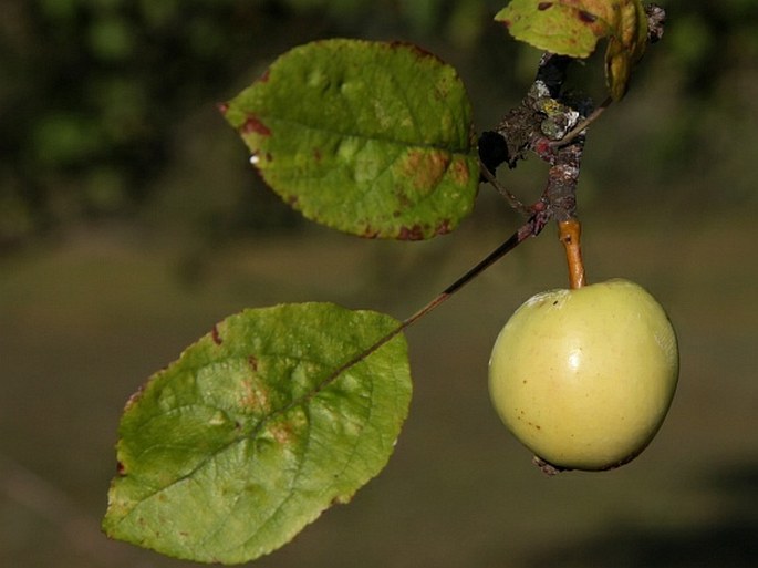 Malus sylvestris