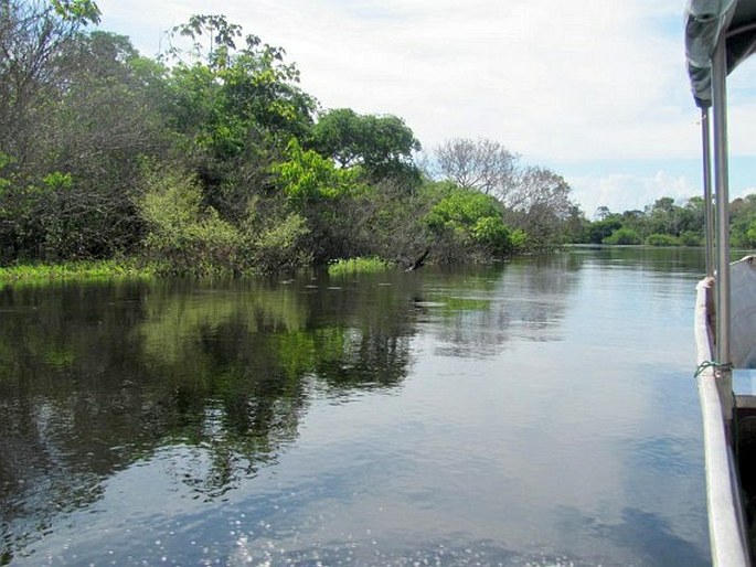 Manaus