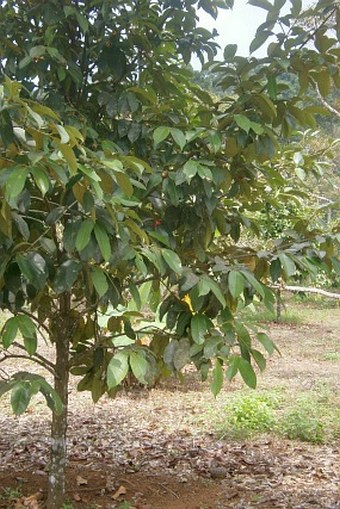 Garcinia mangostana