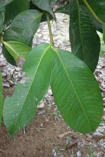 Garcinia mangostana