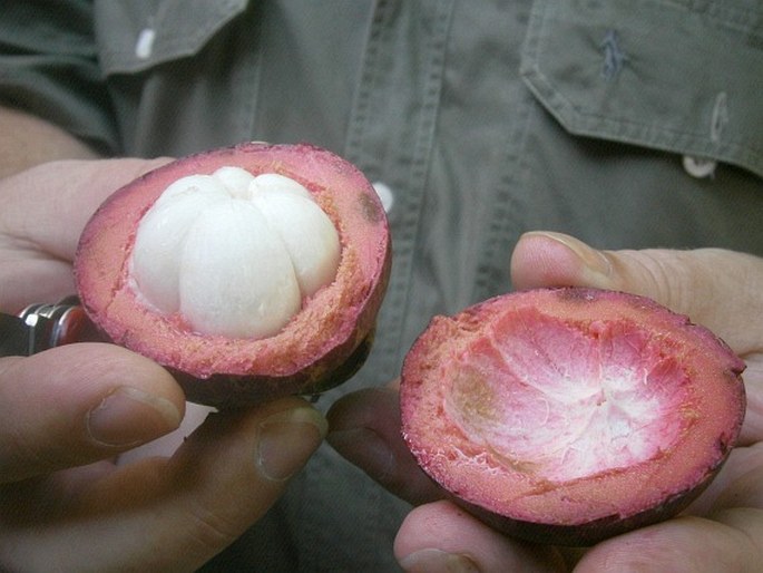 Garcinia mangostana