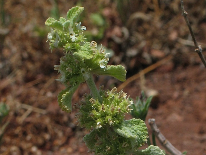 Marrubium vulgare