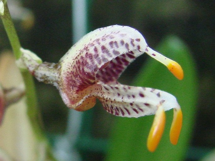 Masdevallia pachyura