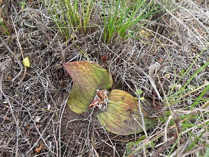 Massonia pustulata