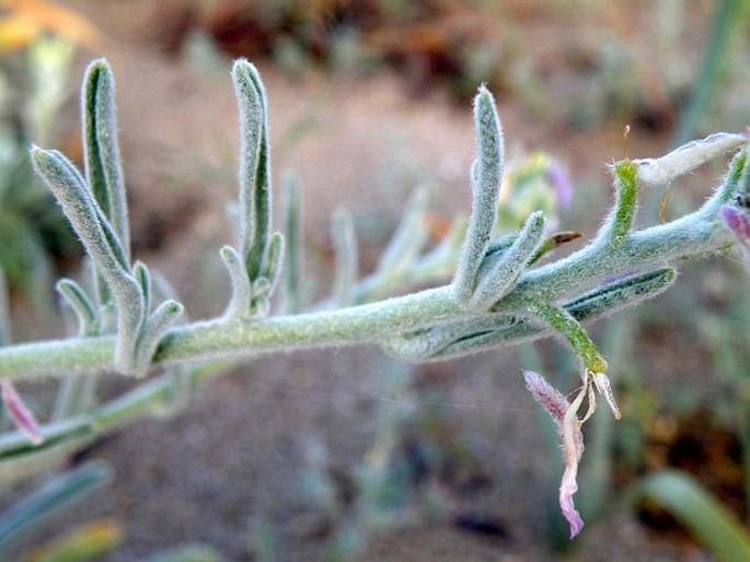 Matthiola sinuata