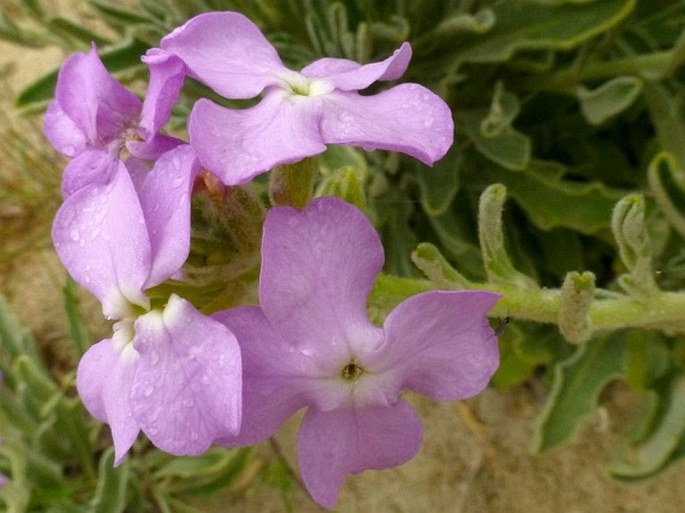 Matthiola sinuata