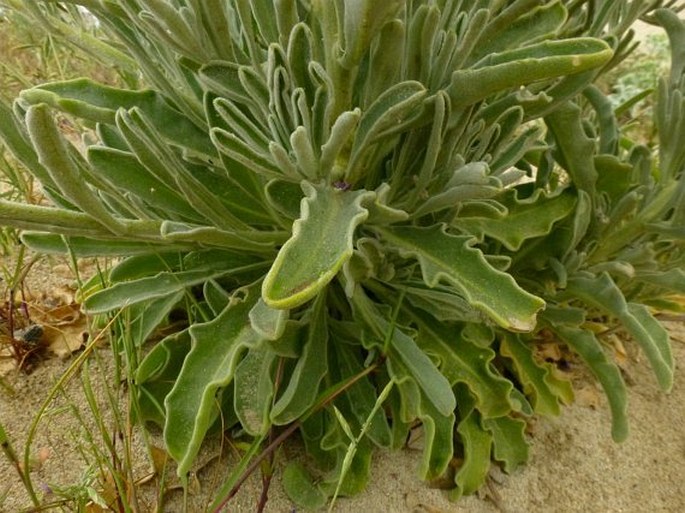 Matthiola sinuata