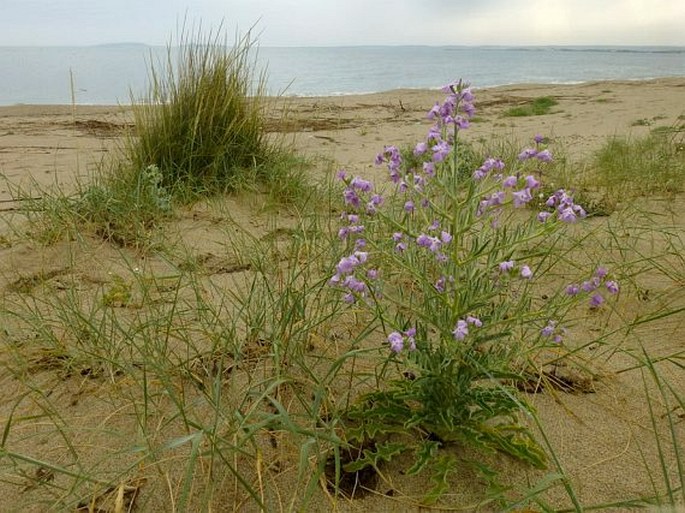 Matthiola sinuata