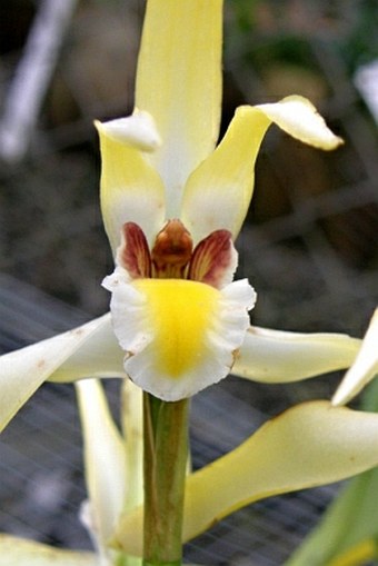 Maxillaria endresii