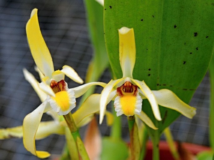 MAXILLARIA ENDRESII Rchb. f.