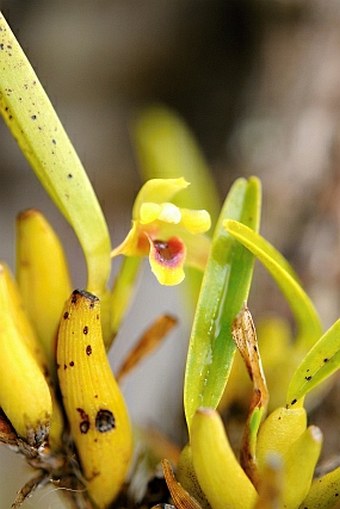 Maxillariella variabilis