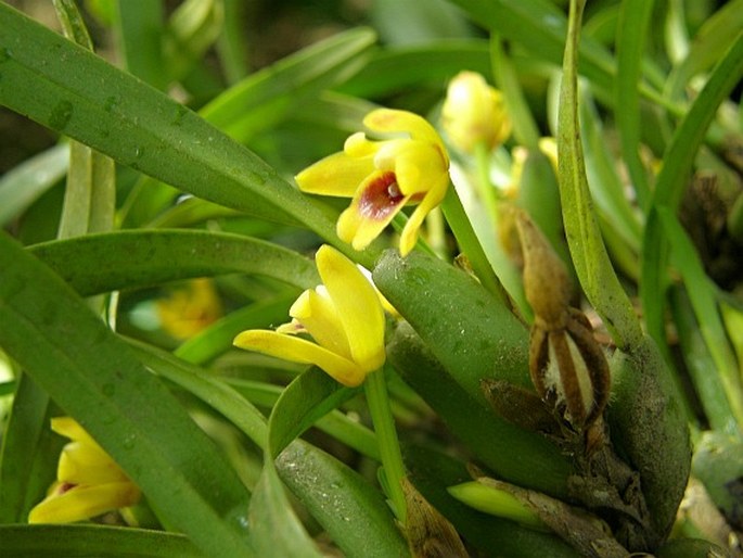 Maxillaria variabilis