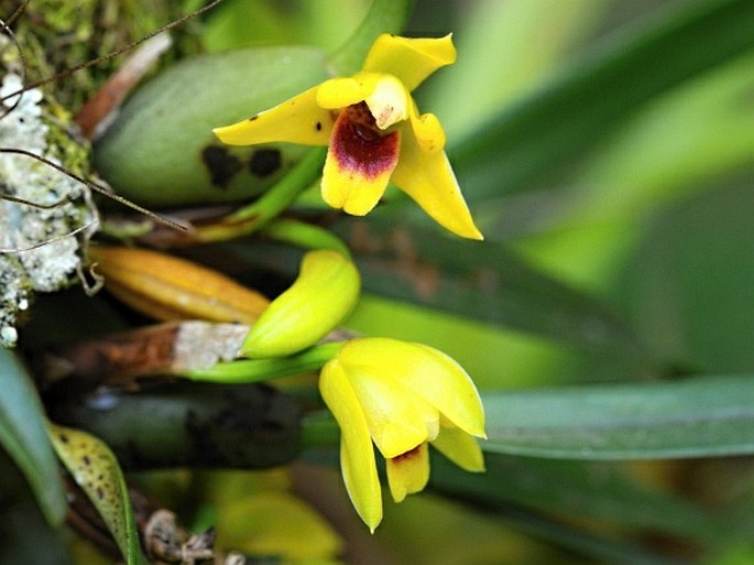 MAXILLARIA VARIABILIS Bateman ex Lindl.