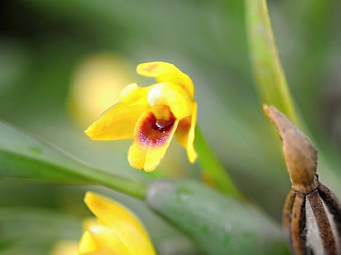 Maxillariella variabilis