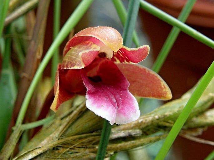 MAXILLARIA SANGUINEA Rolfe