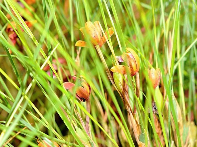 Maxillaria sanguinea