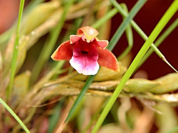 Maxillaria sanguinea