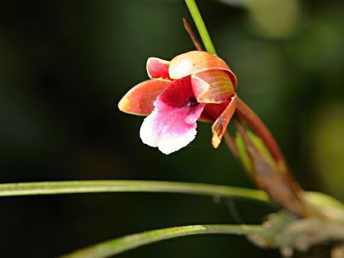 Maxillaria sanguinea