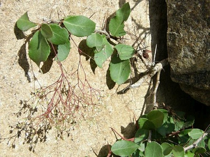 Gymnosporia parviflora