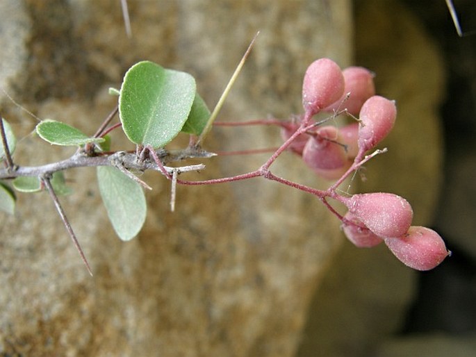 Gymnosporia parviflora