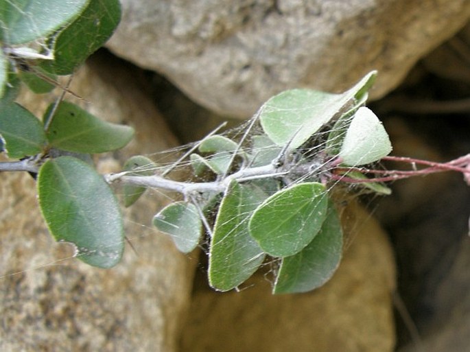 Gymnosporia parviflora