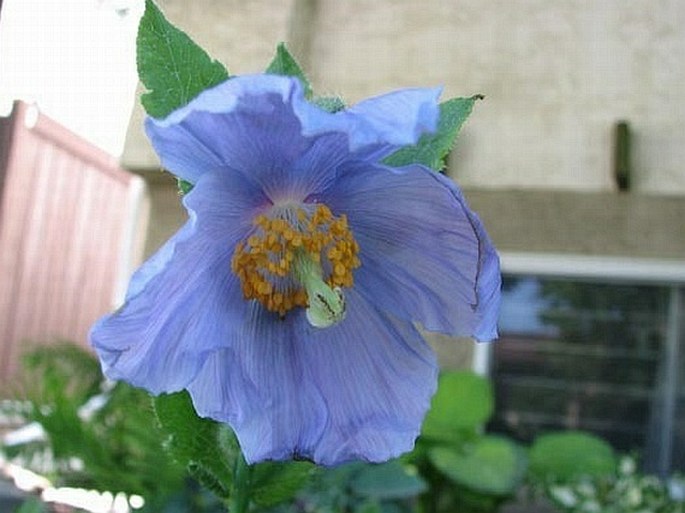 Meconopsis betonicifolia