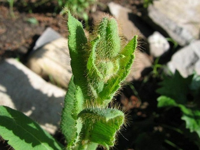 Meconopsis betonicifolia