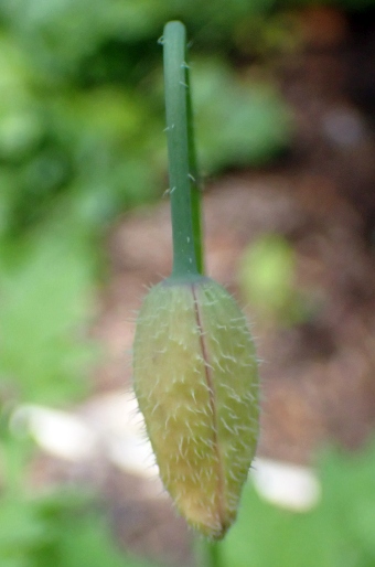 Meconopsis cambrica